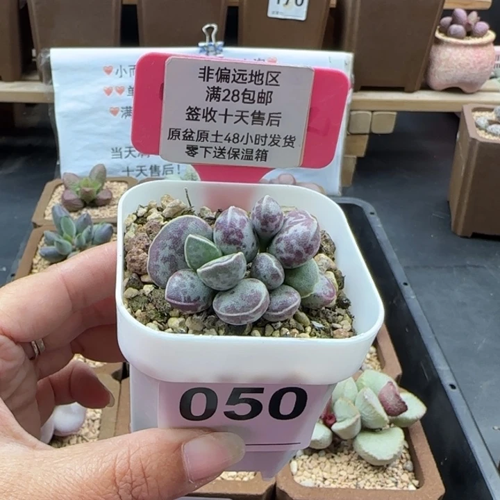 050艾薇蛋多肉植物