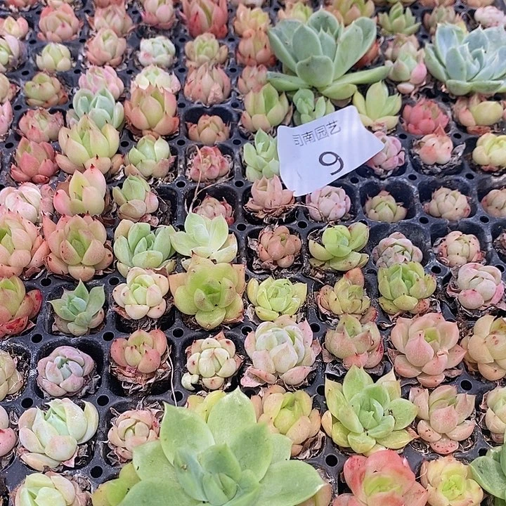 9 多肉植物盆栽花卉植物