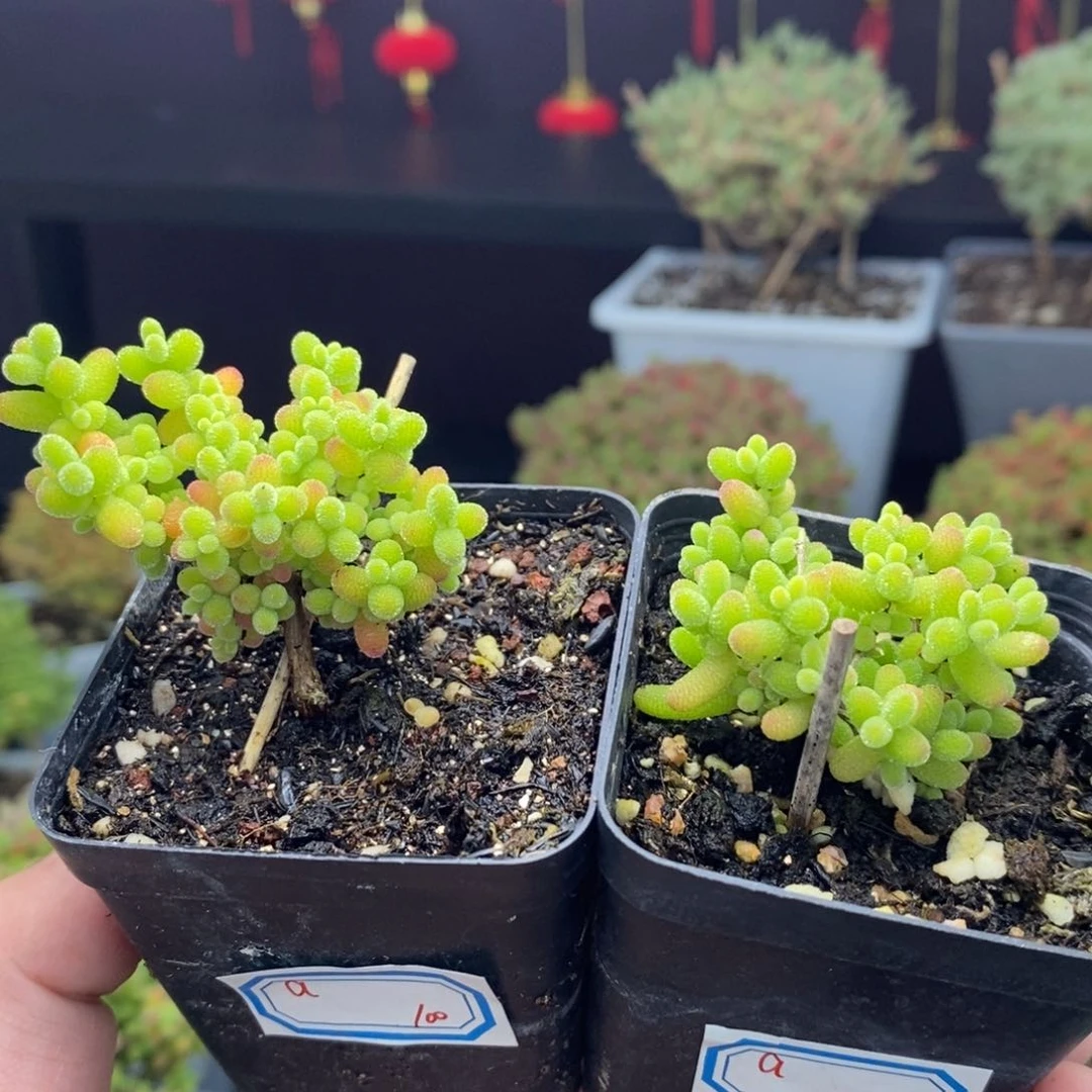 a100号a101号蜜橘糖球枝干（2颗）