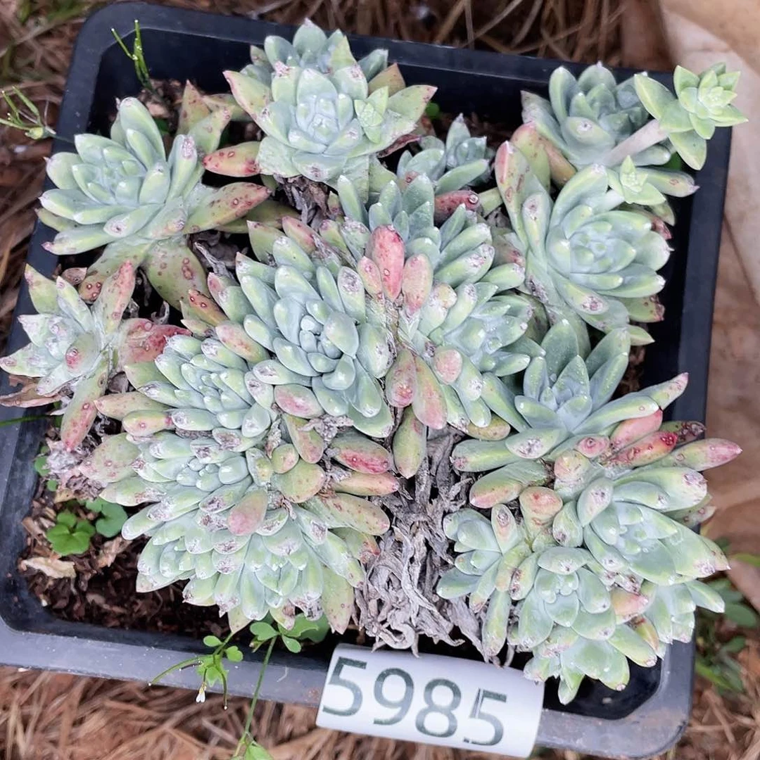 白姆多头老桩5985