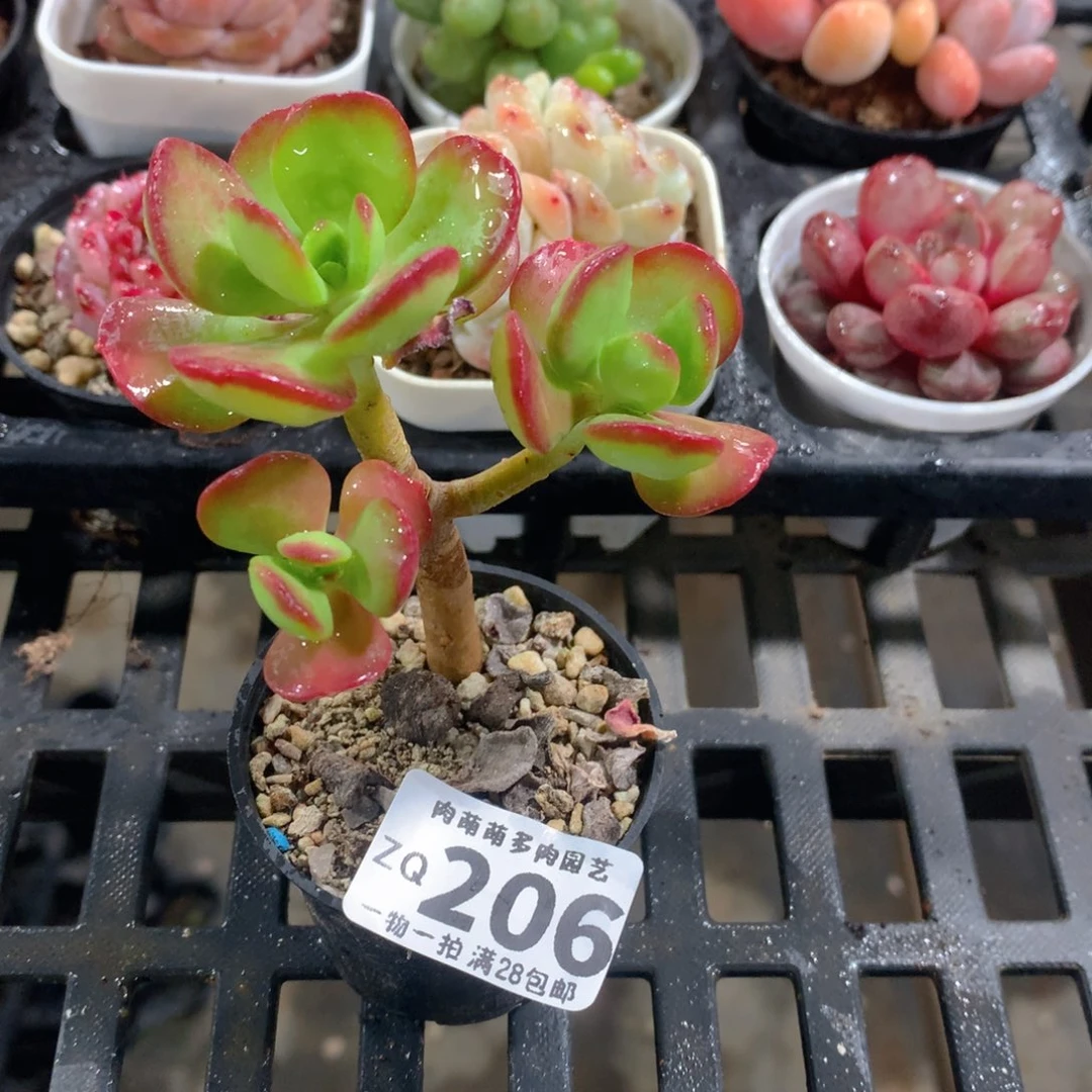 肉萌萌拇指盆精控多肉ZQ206