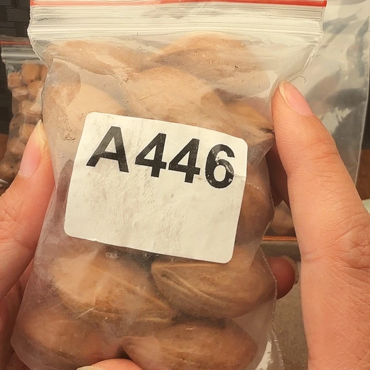 瀟***橄榄核手串/手链橄榄