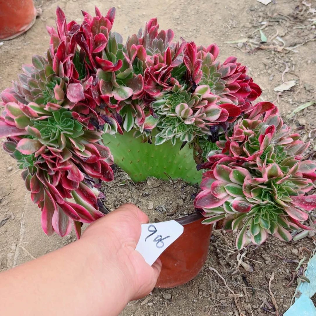 906红秀缀化多肉法师