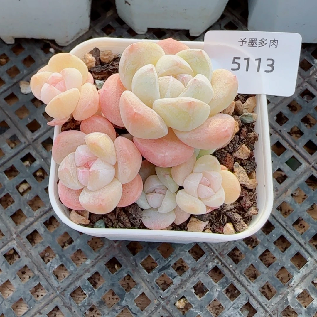 冰玉无砍，5113多肉植物