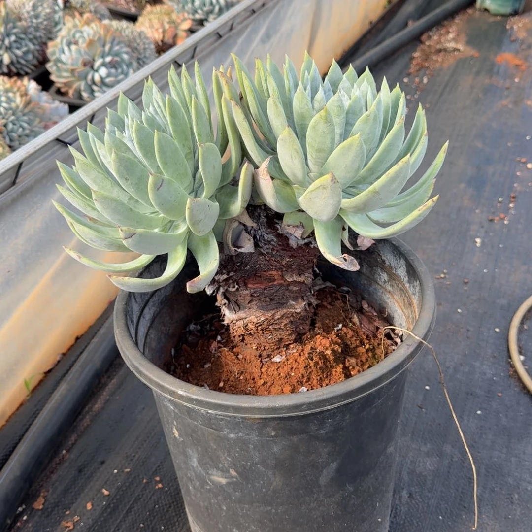 不开花植物双头仙女杯