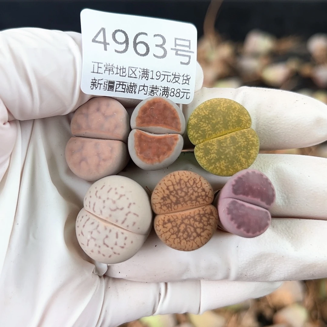 P*n好养易活生石花大母本4963