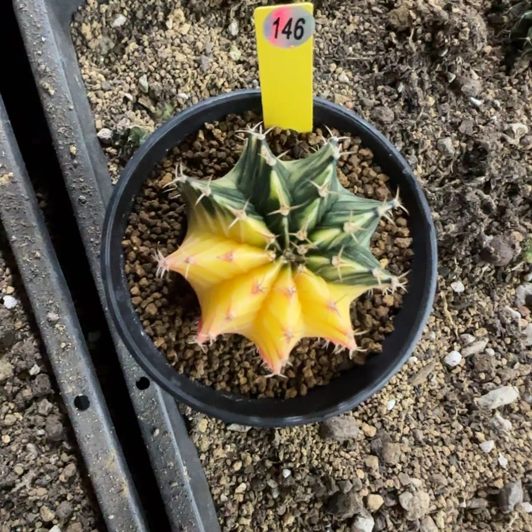 146号双十一福利价