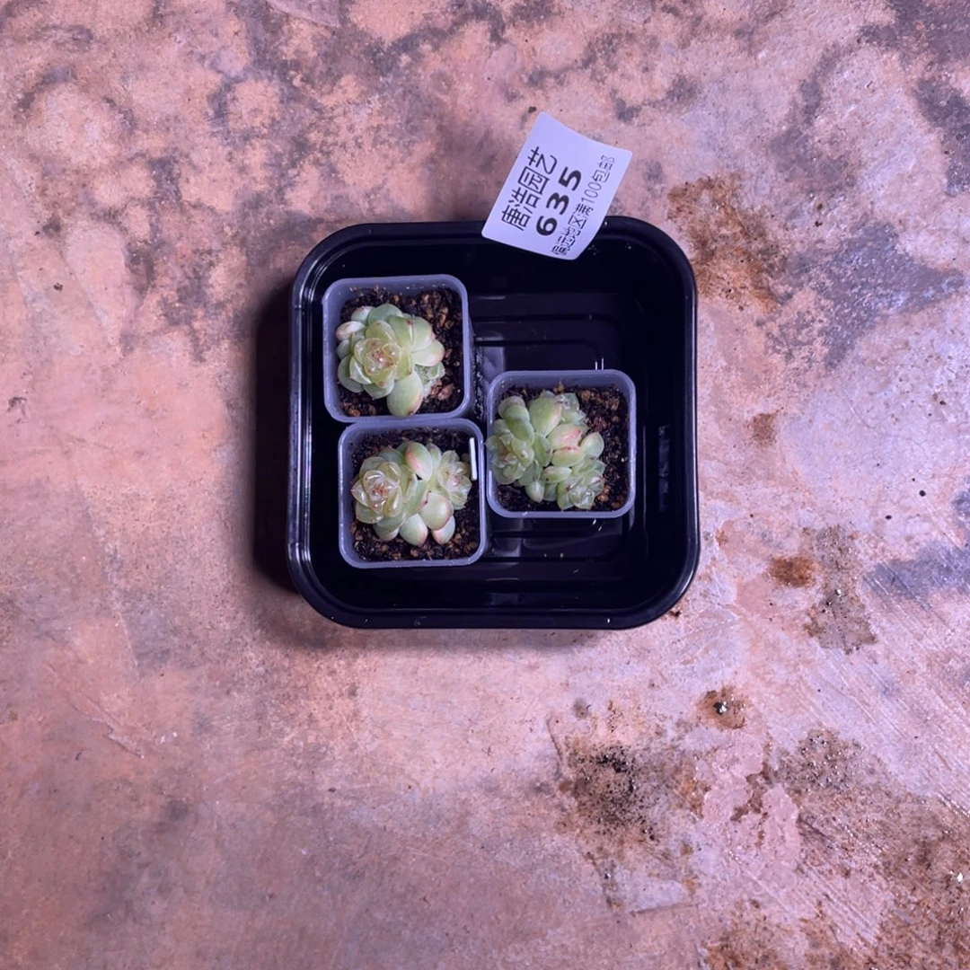 温***C628珍妮一物一拍635…