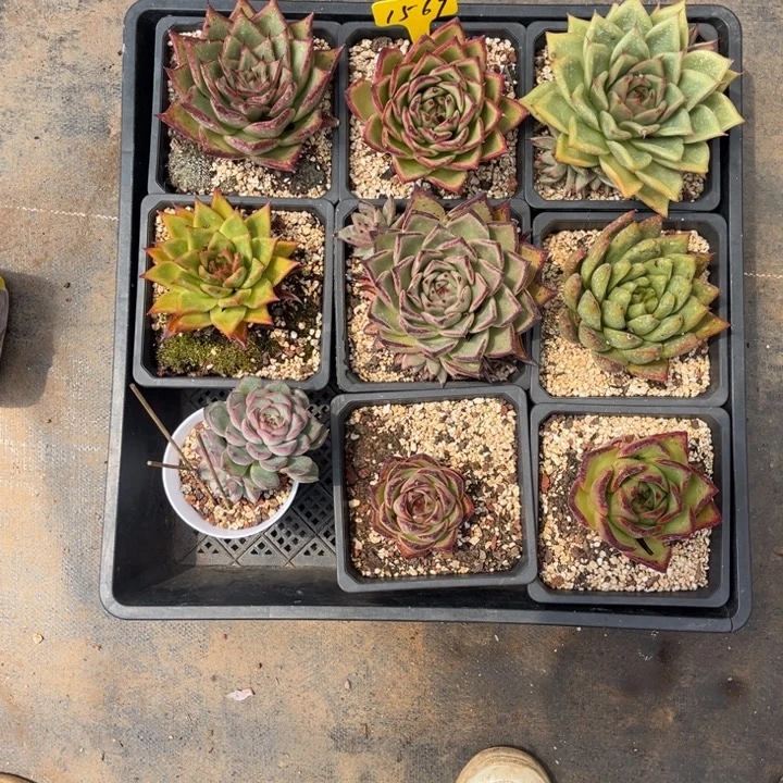 L***c1567 00000000000000000