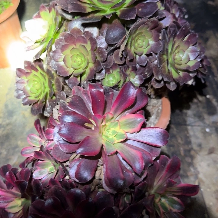 老桩组合福利20特价