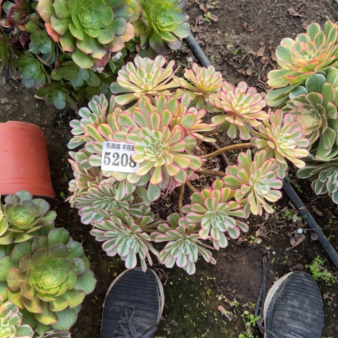 法师白月光5208 19-39