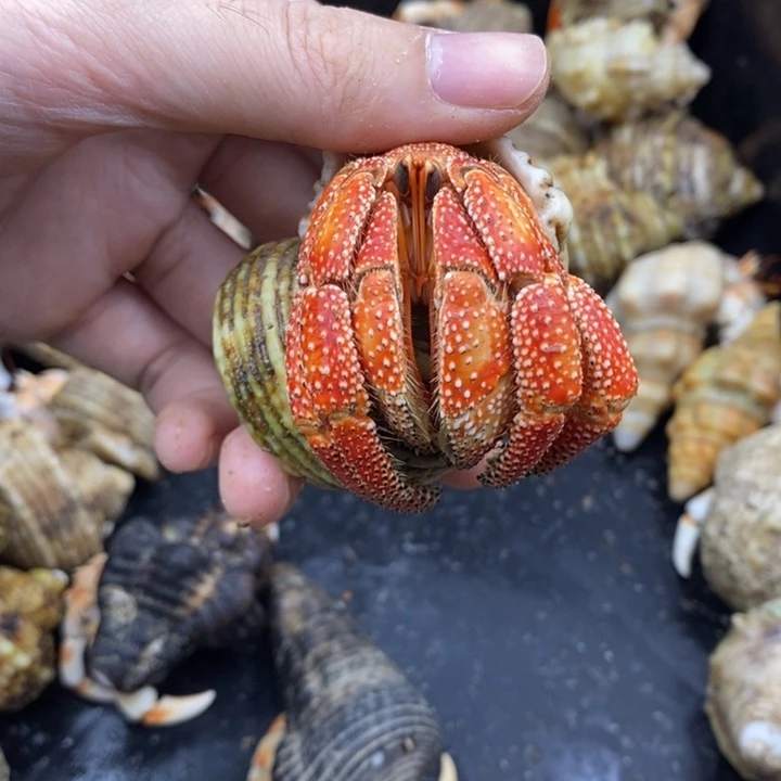 3.8口毛里求斯草莓