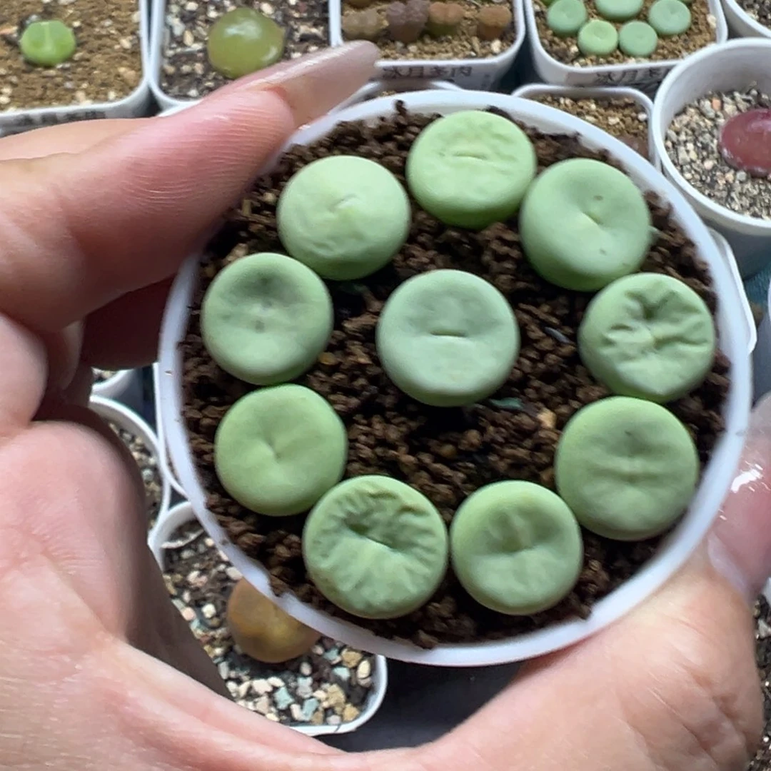 389大型红嘴裸根发货