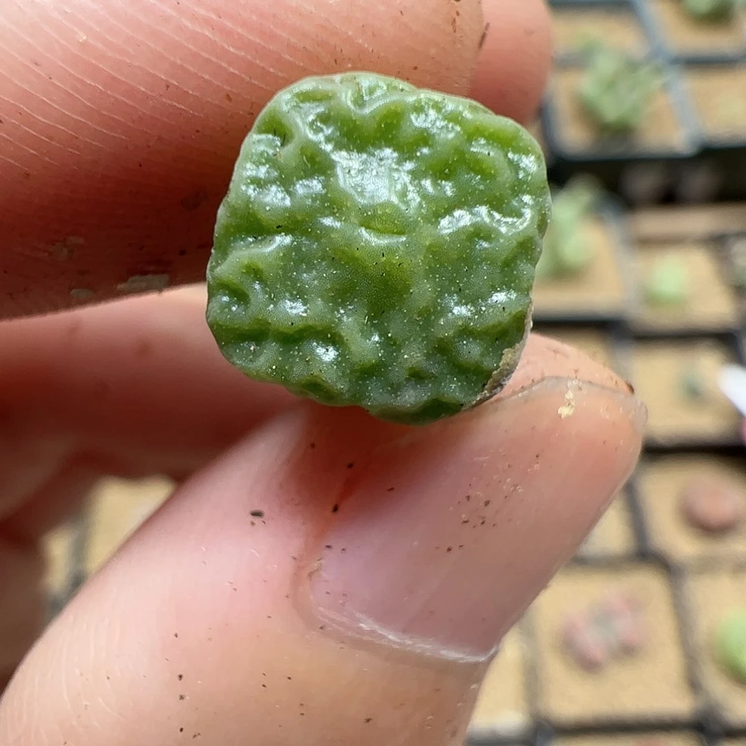 【闪购商品】308 超烧
