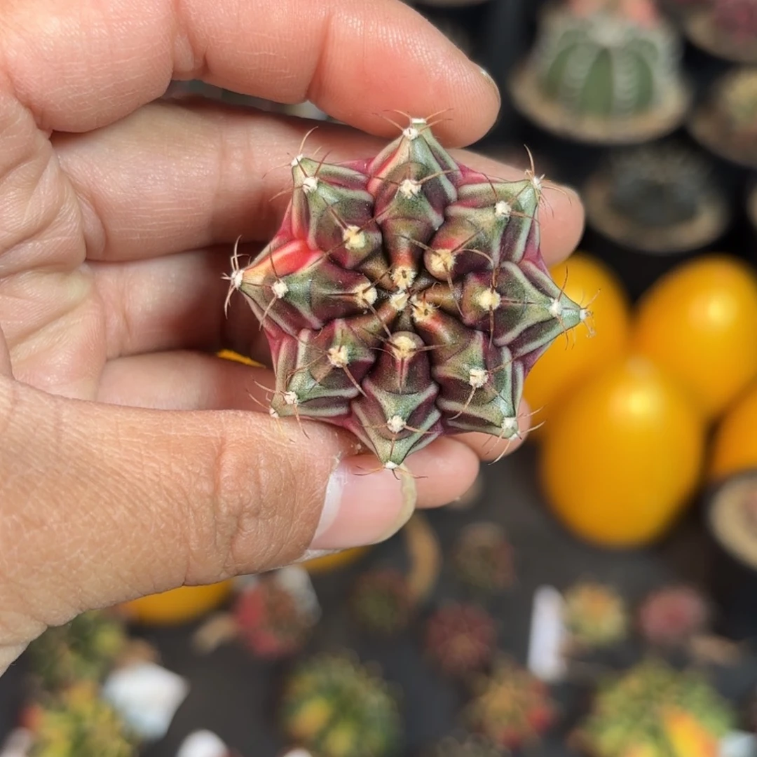 泰系米哈仙人球120