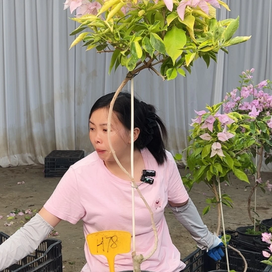 周***琪大部分花苞少量开放H78