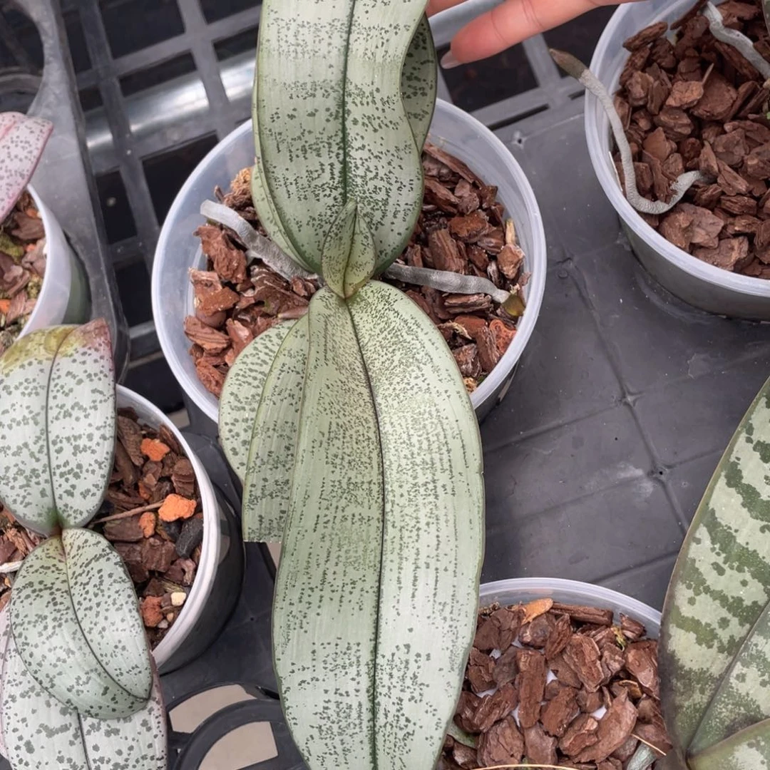 当前无花栽培后可以开花超银西实生（无根）特价不售后
