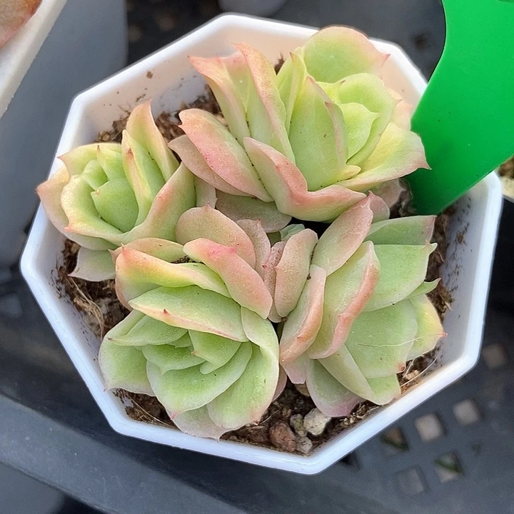 多肉植物冰玫瑰锦1676