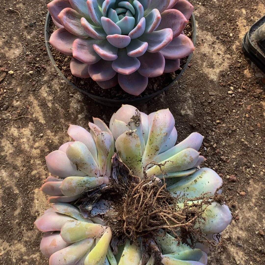 慧***梁奥橙非欧娜多肉植物