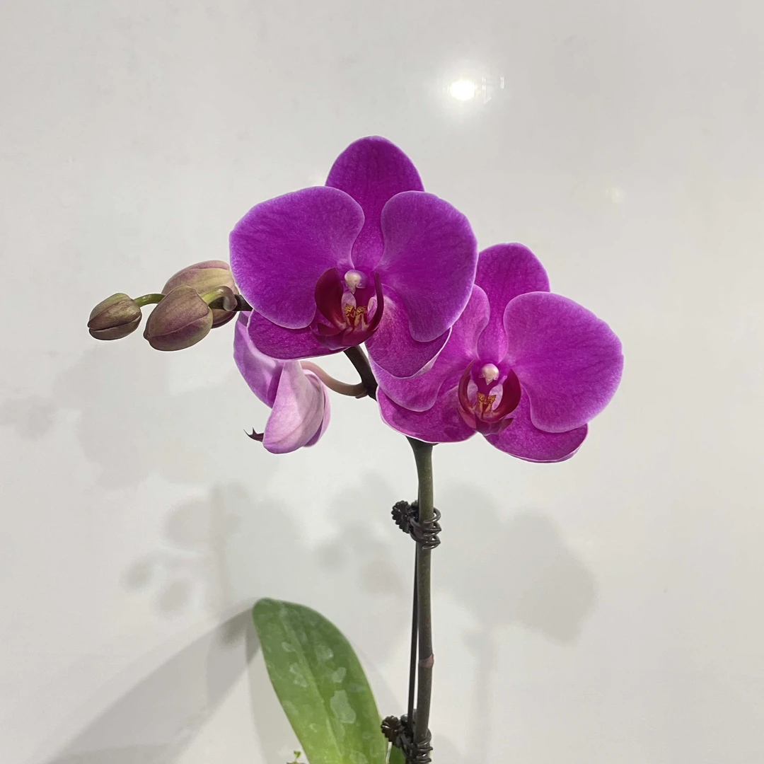 【欢欢喜喜】室内蝴蝶兰花盆栽开花株 四季好养护绿植叶片