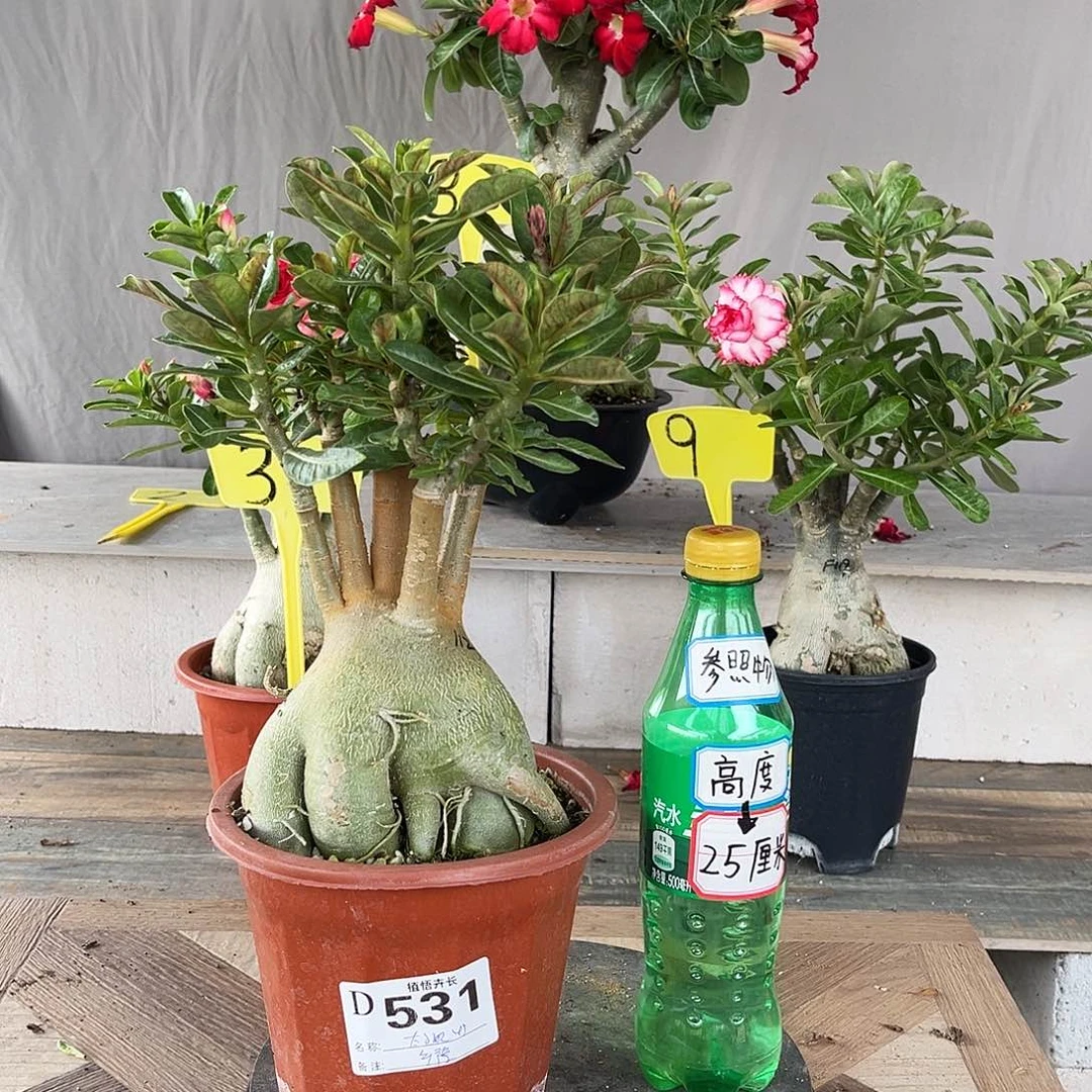 完全开放531太子妃