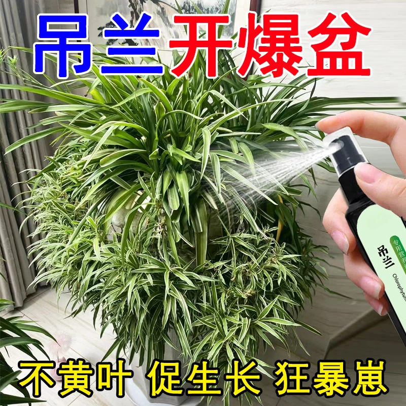 吊兰营养液爆盆】爆根剂开花生根催芽金边吊兰免稀释肥料专用肥液