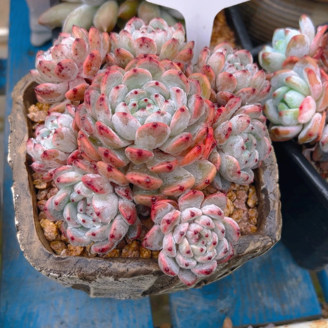 小***喵爪子0125号一物一拍