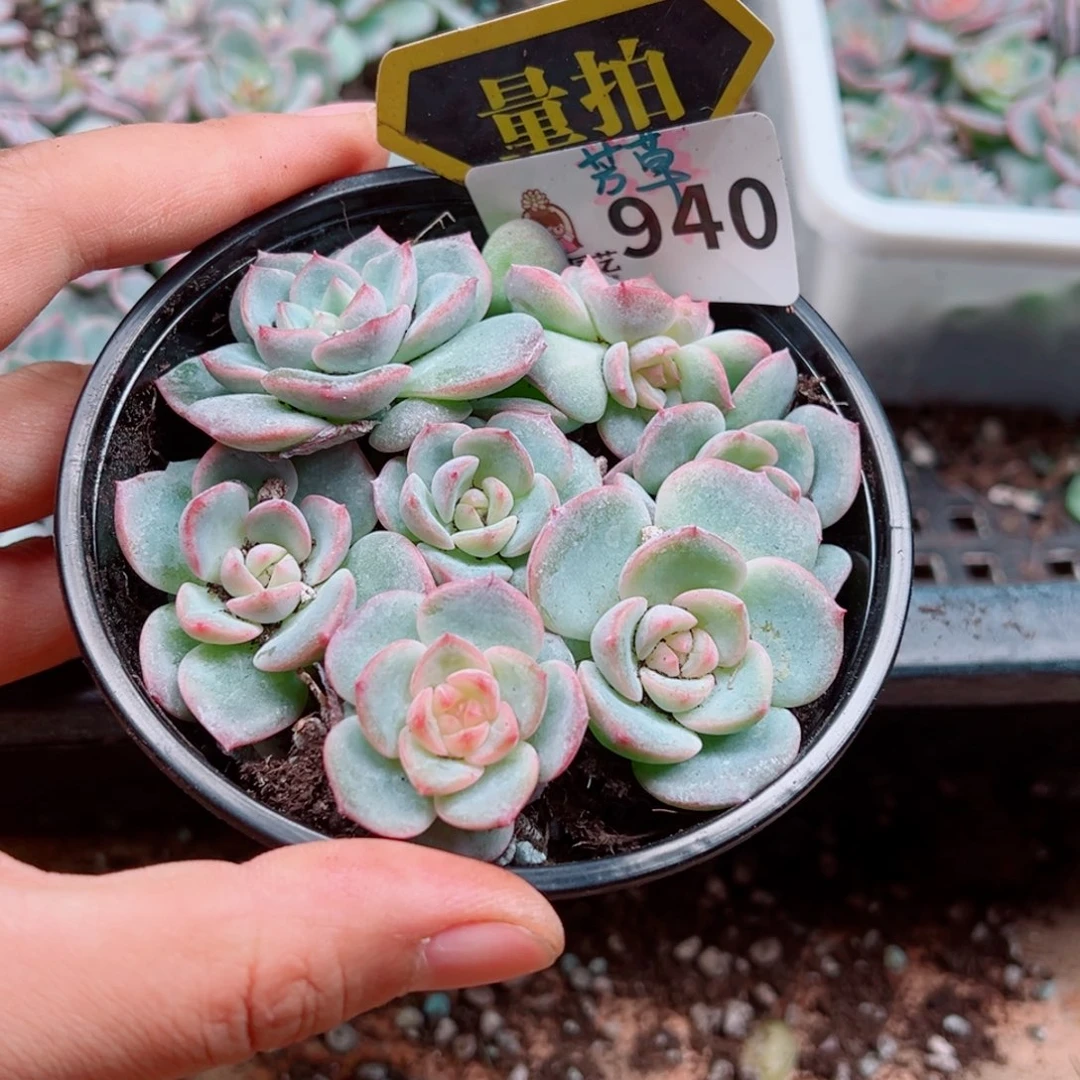 多肉植物多肉植物