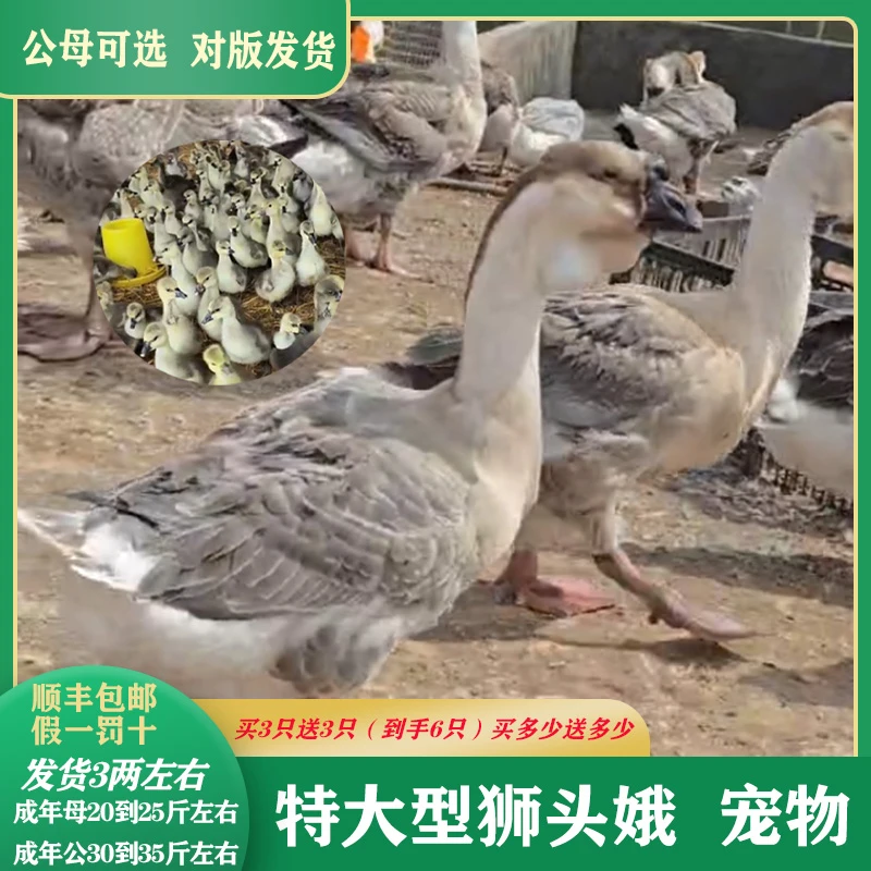 宠物（狮头）鹅（2两到3两左右）宠物活体顺丰包邮