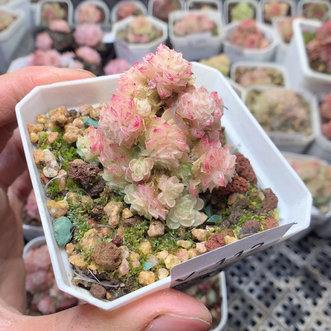 无花朵V112 yyyyyy