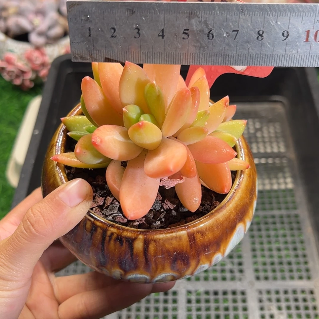 表妹精品多肉植物211.