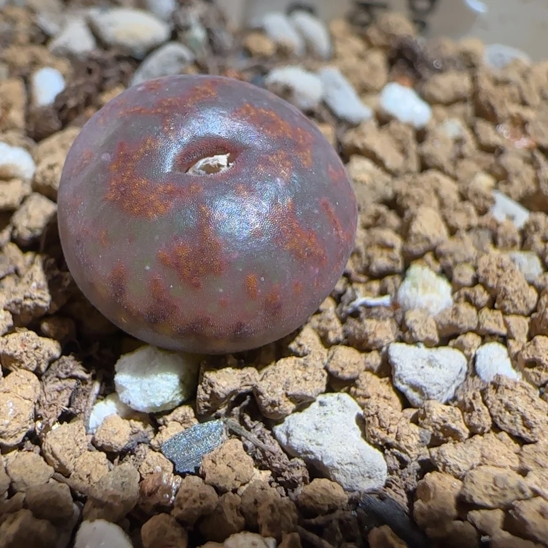 肉锥多肉植物组合-ap正红色酒红勋章804