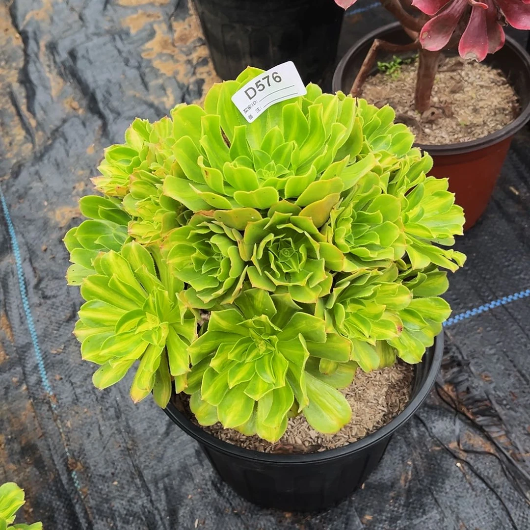 多肉植物576翡翠琉璃