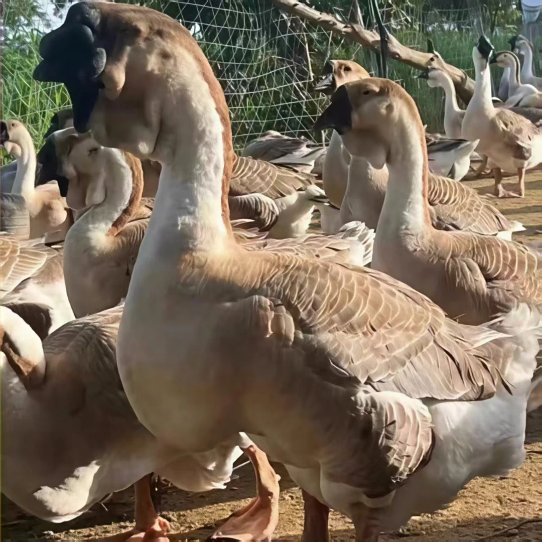 （一斤 ）灰狮头 生鲜包邮 肉质鲜美