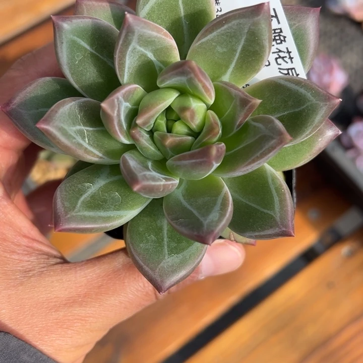 张张精品多肉甄选088