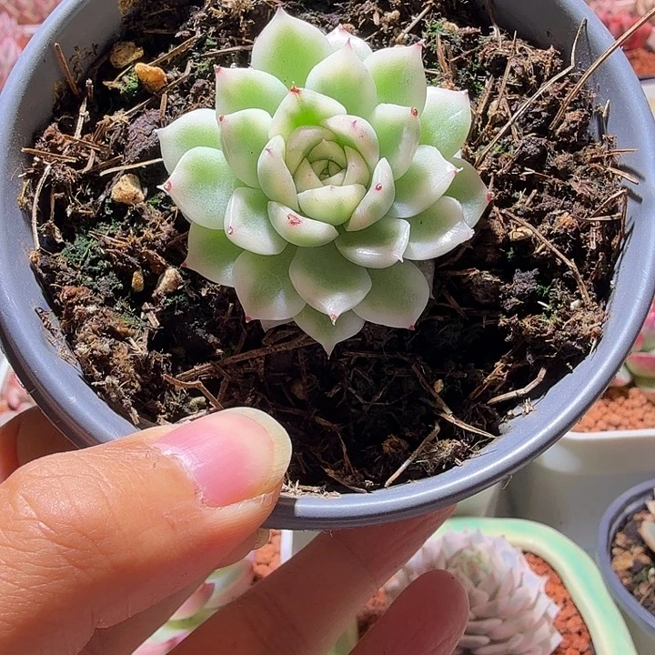 白麦秆锦多肉植物
