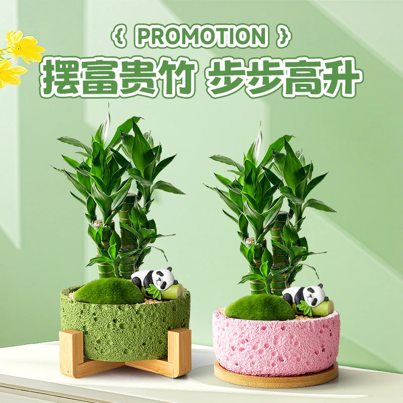 富贵竹植物客厅招财竹子节节高升室内桌面摆件办公室绿植盆栽礼物