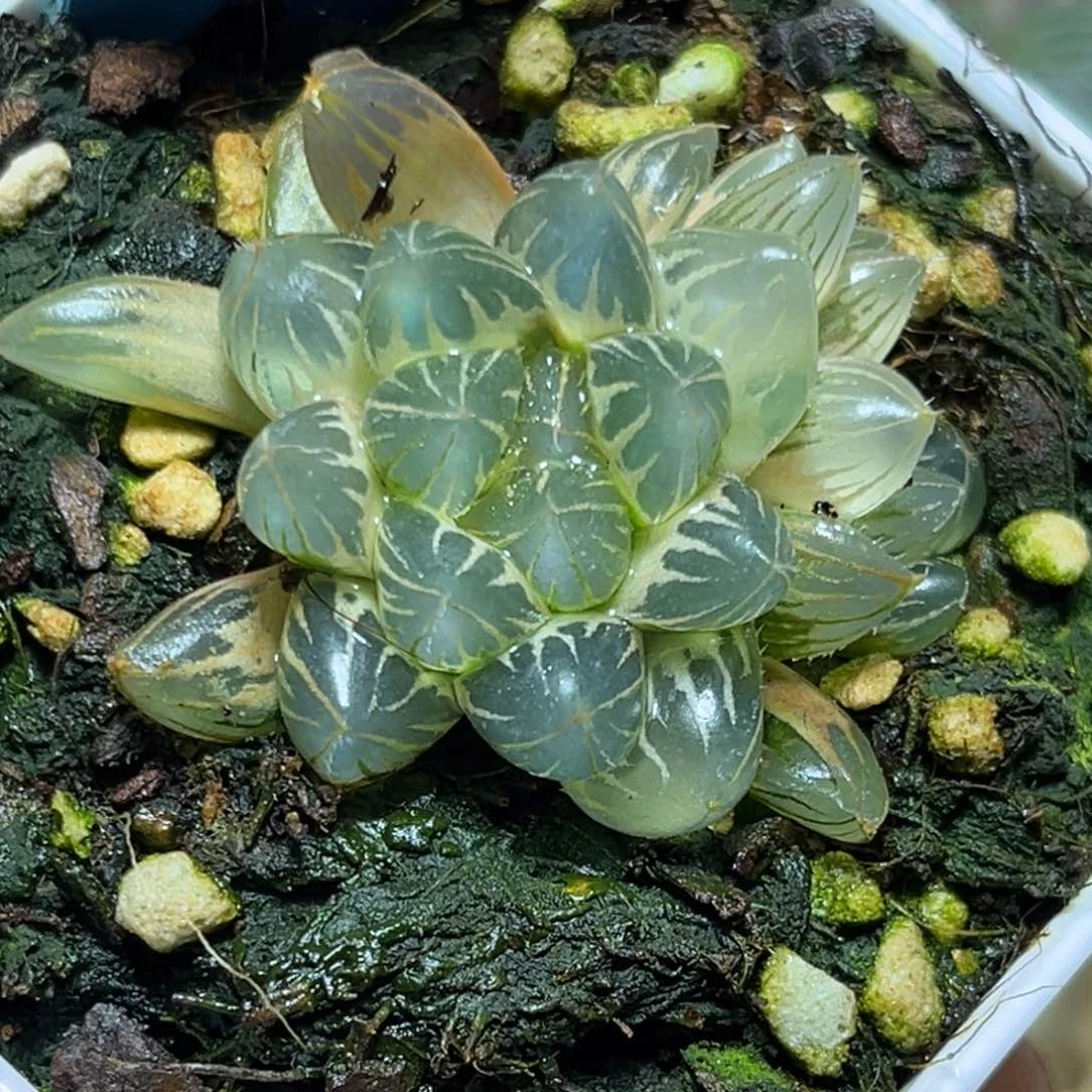 恭喜发财大吉大利665