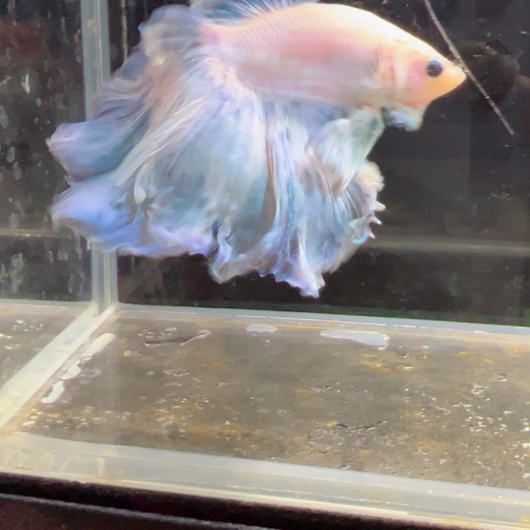 斗鱼浅色特殊尾hhhh
