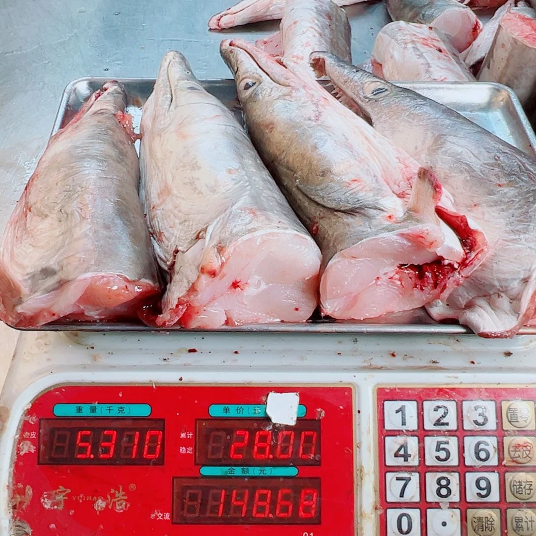 中国大陆四个鳗鱼头