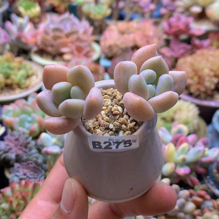 一物一拍含盆土满38包邮B275