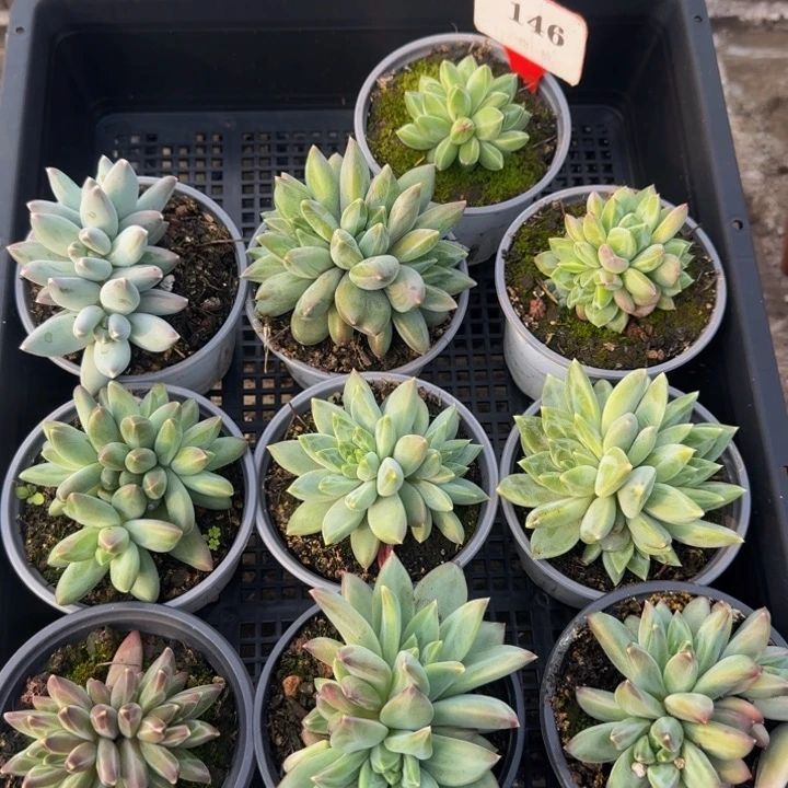 146多肉植物一物一拍