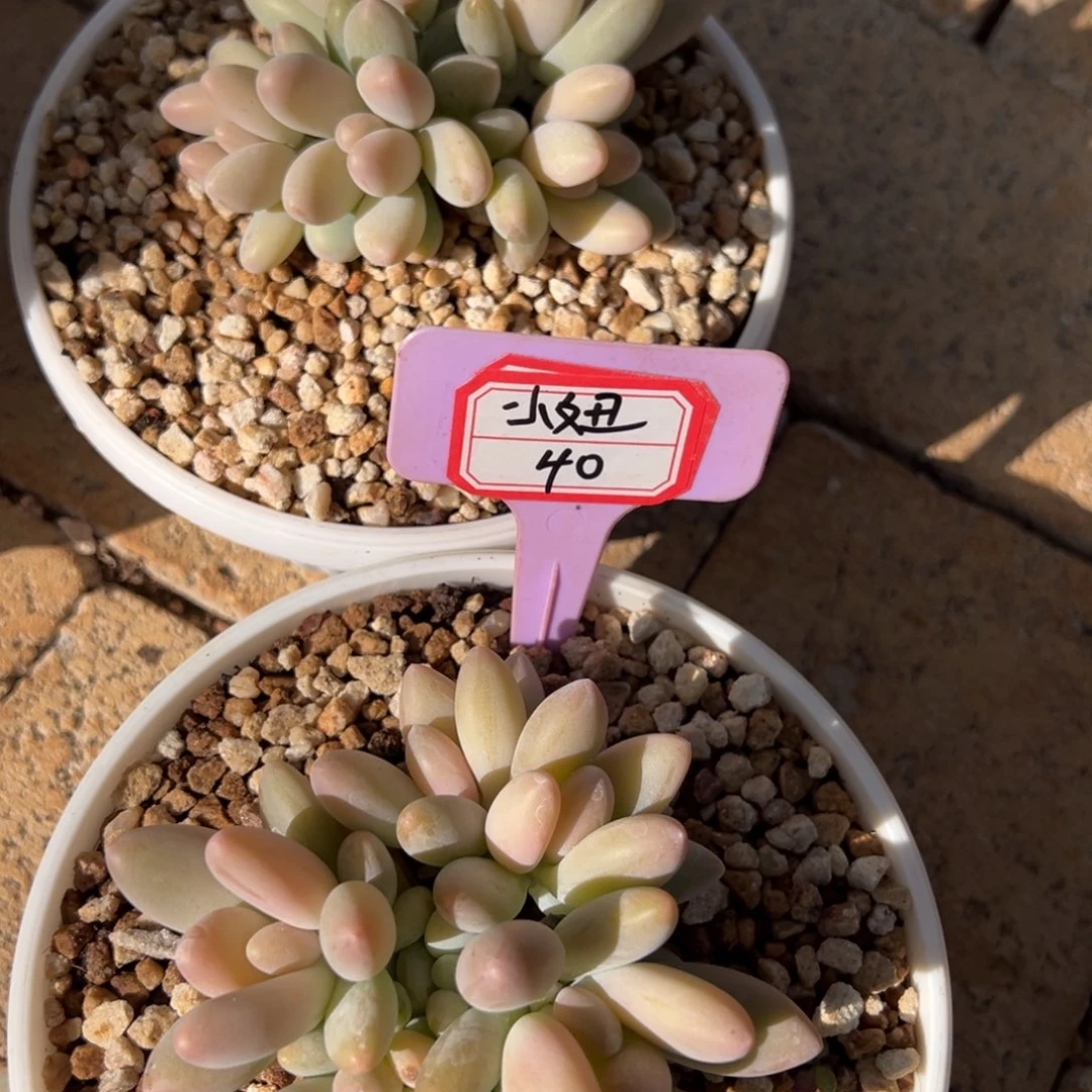 小***儿我是说的不算我就说