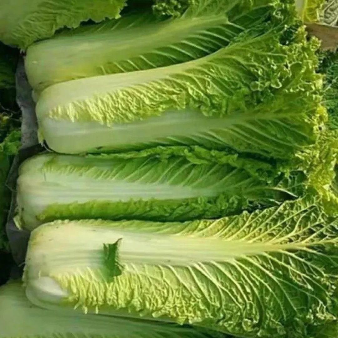 贵州高山露天种植现砍现发青口白白菜新鲜蔬菜