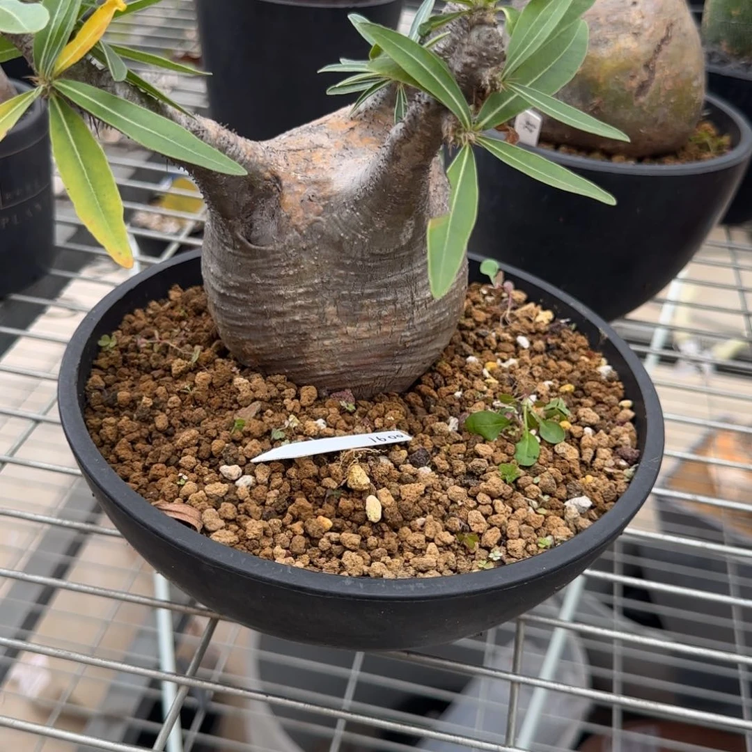盆栽植物植物植物
