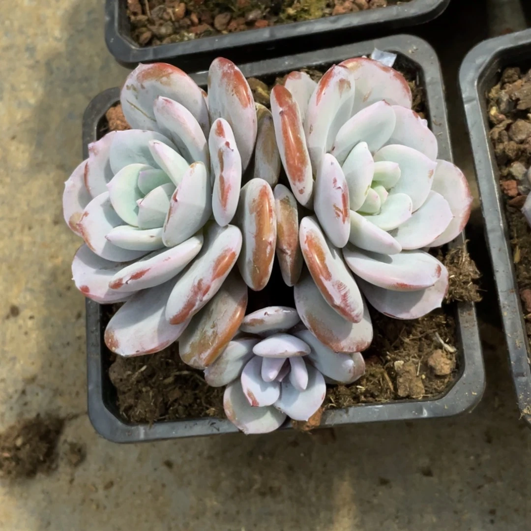 韩版奶茶冠幅13 公分一物一拍