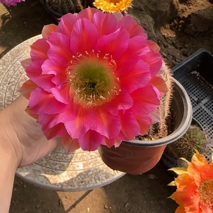 余***笙仙人球带根彩草91