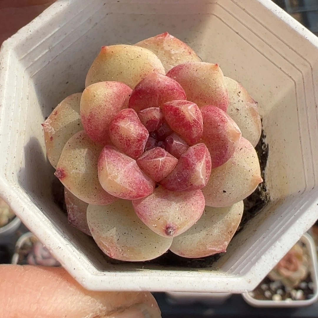 小卡拉米糖心一物一拍