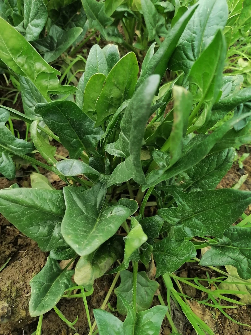 贵州高山农家自种菠菜