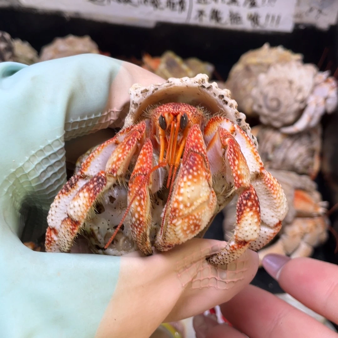 8号，2.5口火烧云毛球寄居蟹